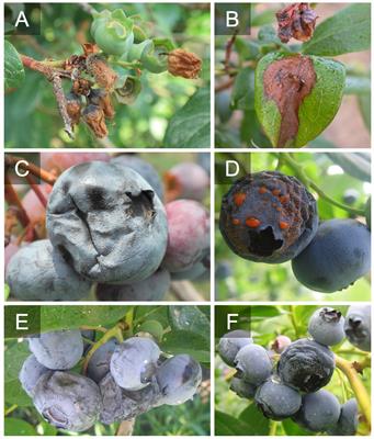 Managing fruit rot diseases of Vaccinium corymbosum